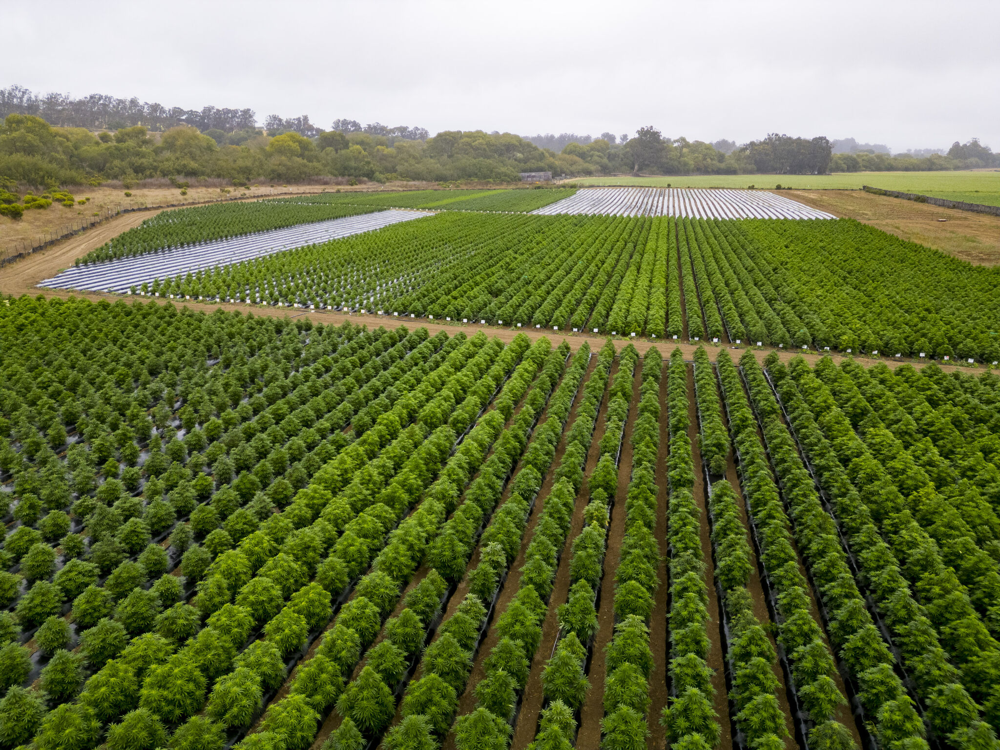Aerial view of rows of cannabis plants growing on an outdoor farm