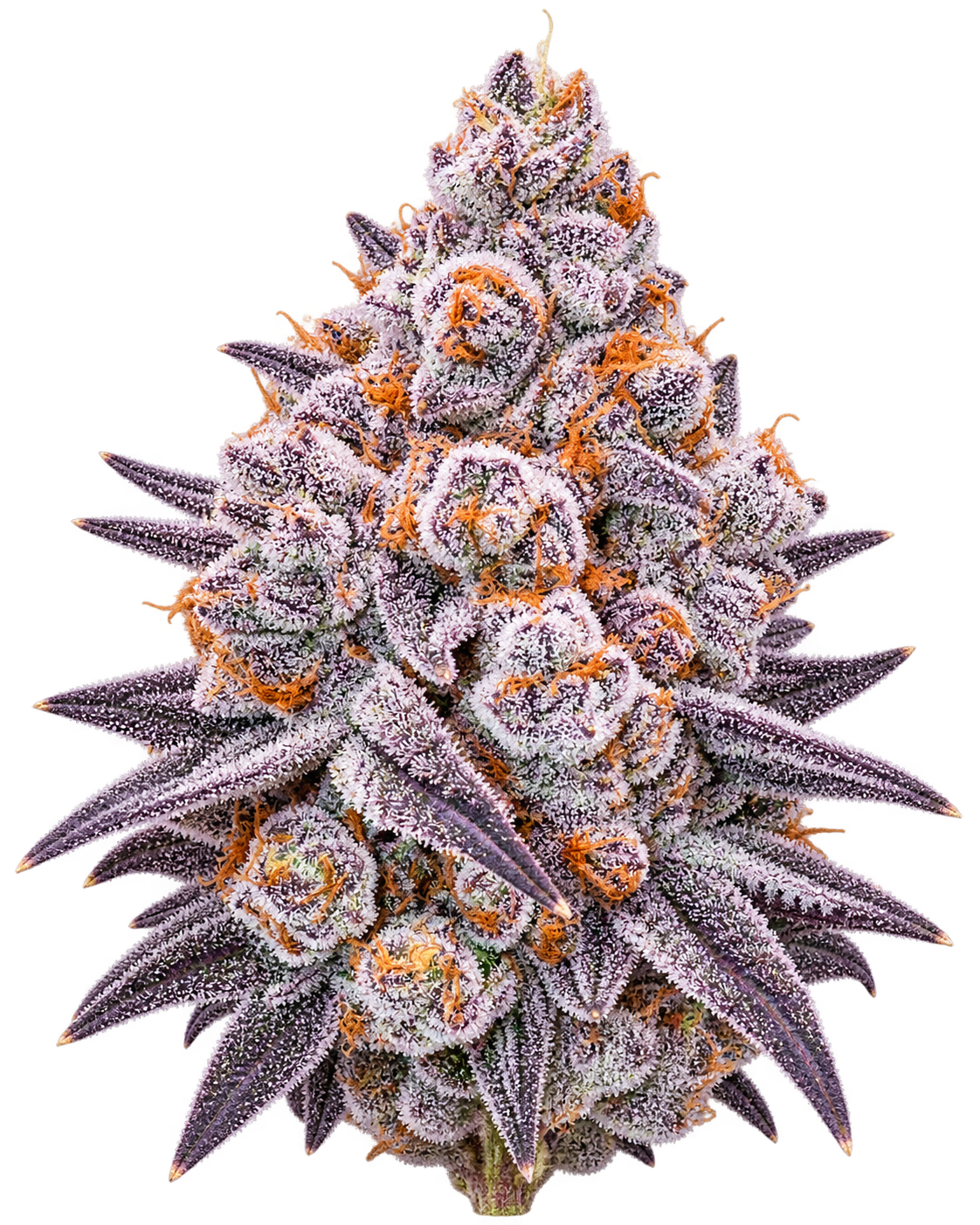 Detailed flower displayed against a transparent background